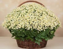 Цветочная композиция из Ромашки в корзине #REPLACE_PRED# Луховицах